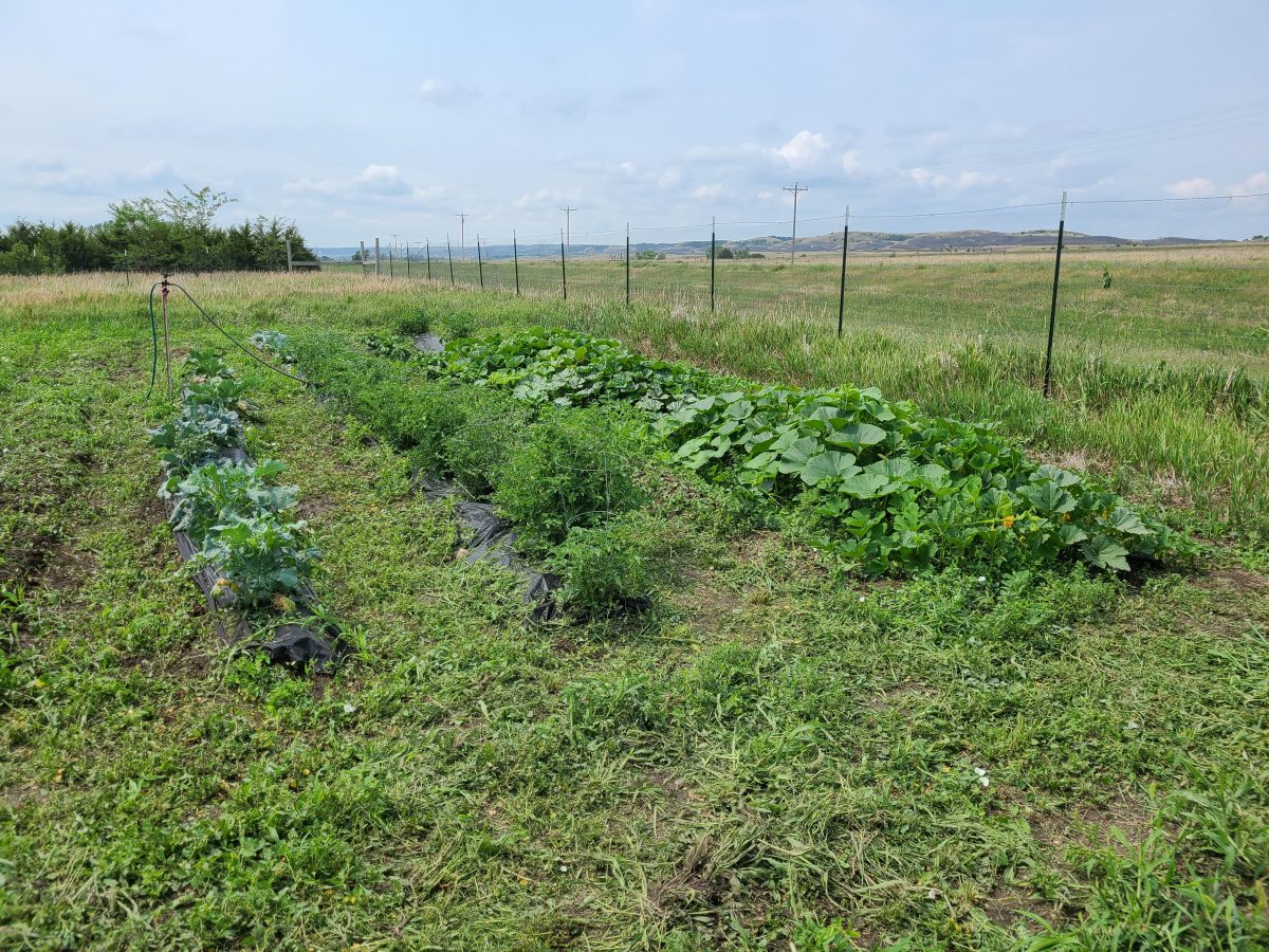 wide view of the green garden rows