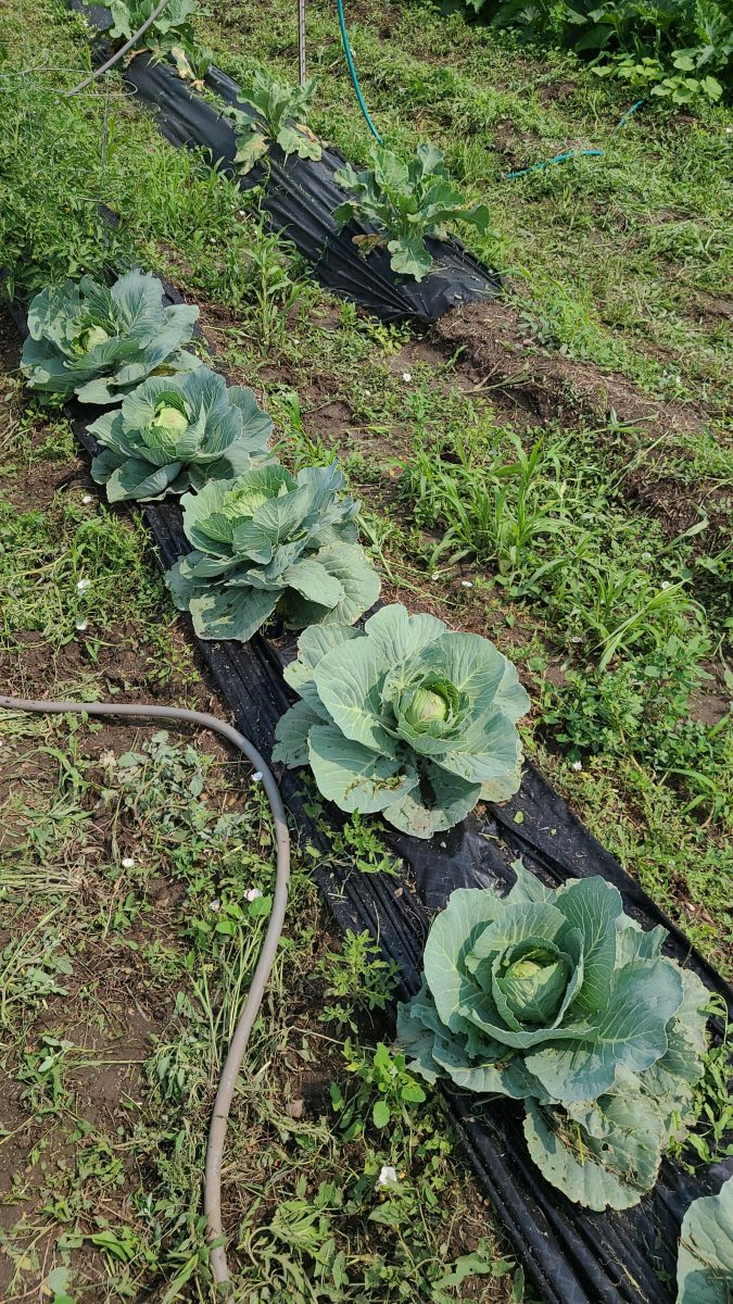 Cabbages in a garden row