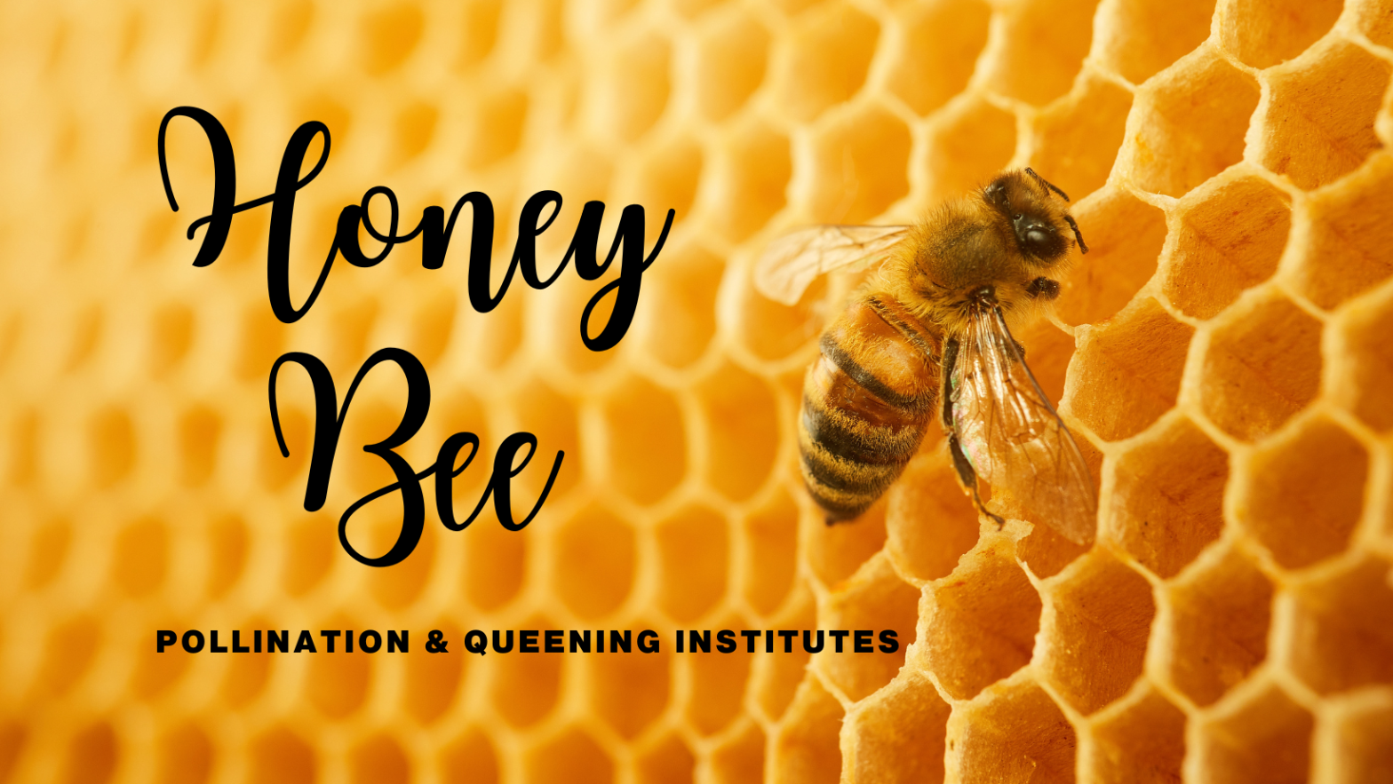 Honey Bee Education Institutes